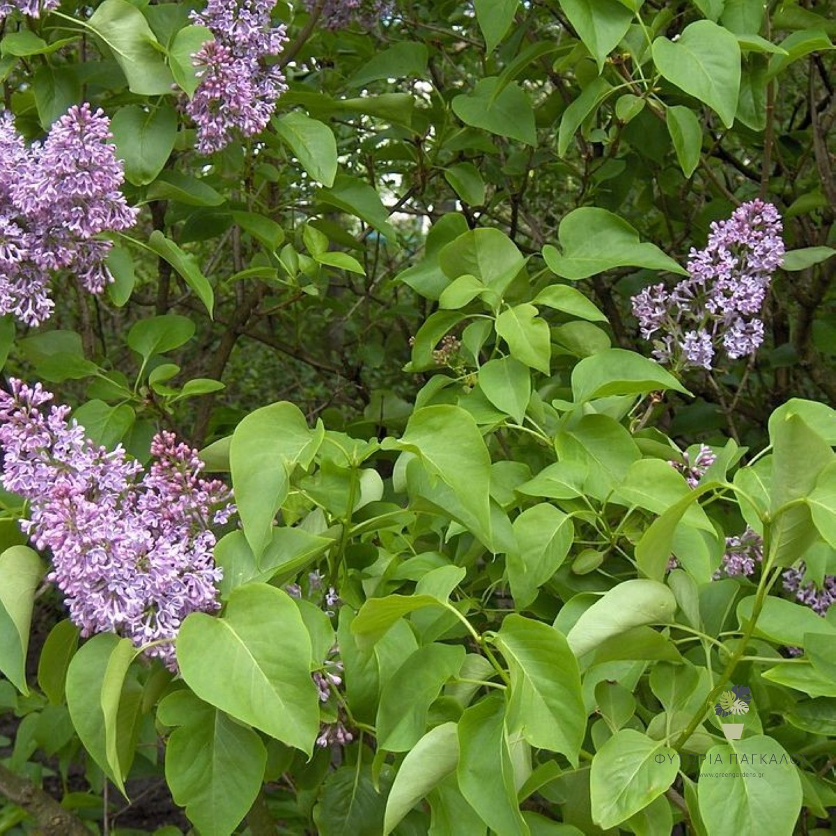 ΠΑΣΧΑΛΙΑ – Syringa vulgaris - 1
